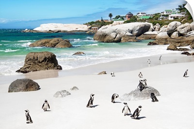 African Penguins at Boulders Beach VIII