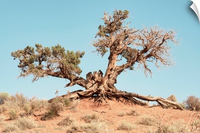 American West - Desert Tree