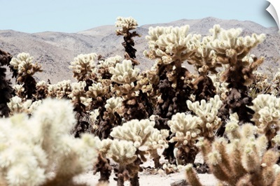 American West - Jumping Cholla Cactus