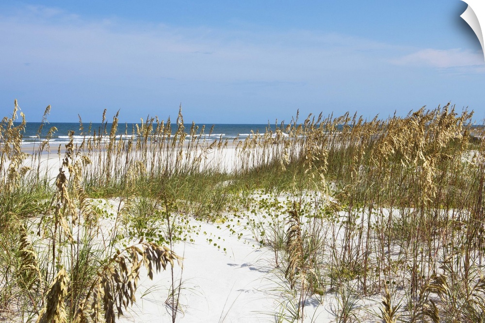 Image of the grassy sand dunes on the beach in Florida.