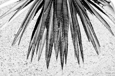 Black And White Arizona Collection - Aloe Vera