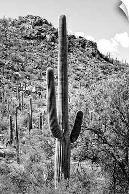 Black And White Arizona Collection - Cactus Hill