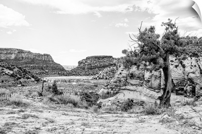 Black And White Arizona Collection - In The Valley