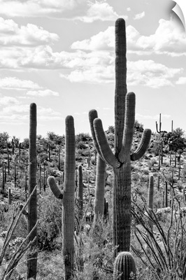 Black And White Arizona Collection - Tucson Cactus