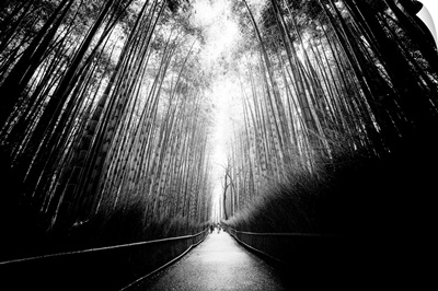 Black And White Japan Collection - Arashiyama Bamboo Forest