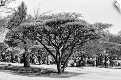 Black And White Japan Collection - Japanese Tree