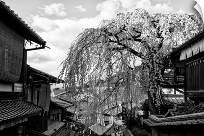 Black And White Japan Collection - Kyoto Cherry Blossoms