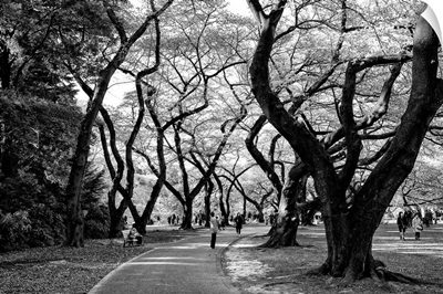 Black And White Japan Collection - Majestic Trees
