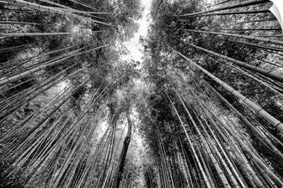 Black And White Japan Collection - Sagano Bamboo Forest