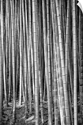 Black And White Japan Collection - Thousand And One Bamboos