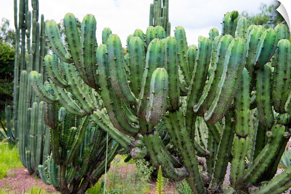 Close-up photograph of a cactus highlighting its details. From the Viva Mexico Collection.