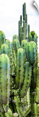 Cactus III
