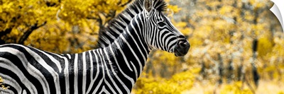 Close-Up of Zebra with Yellow Savanna