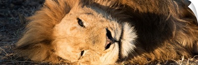 Close-Up Portrait of a Sleeping Lion