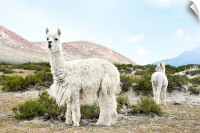 Colors Of Peru - Alpaca Baby And Mom