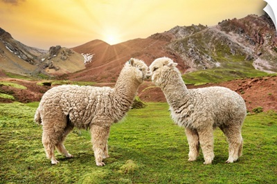 Colors Of Peru - Alpaca Love
