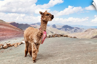Colors Of Peru - Alpaca Palcoyo