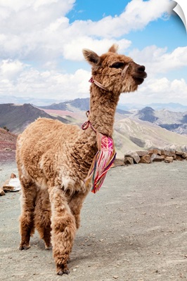 Colors Of Peru - Brown Alpaca