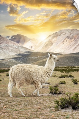Colors Of Peru - Llama Sunset