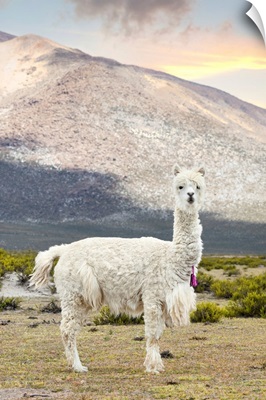 Colors Of Peru - The White Llama