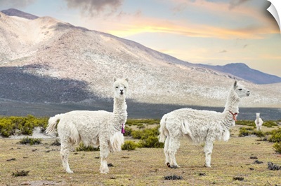Colors Of Peru - White Llamas