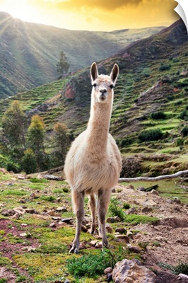 Colors Of Peru - Wild Llama