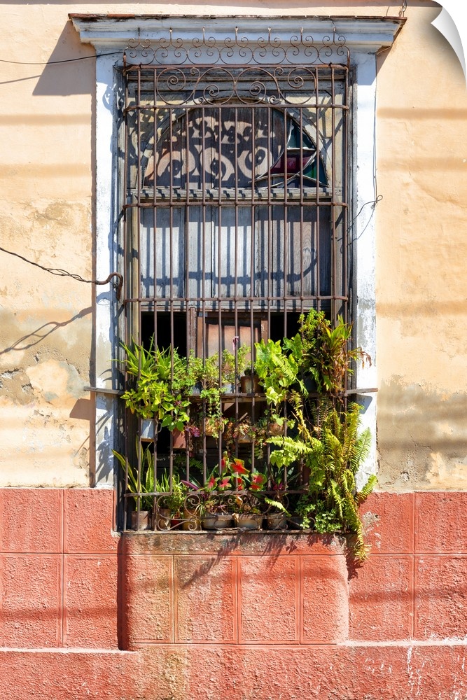 Photograph of a window with plants coming through the metal rods on a colorful facade in Havana.