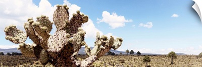 Desert Cactus VIII