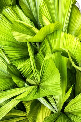 Dreamy Bali - Palm Leaves III