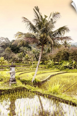 Dreamy Bali - Rice Fields
