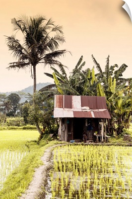 Dreamy Bali - Rice Fields At Sunrise