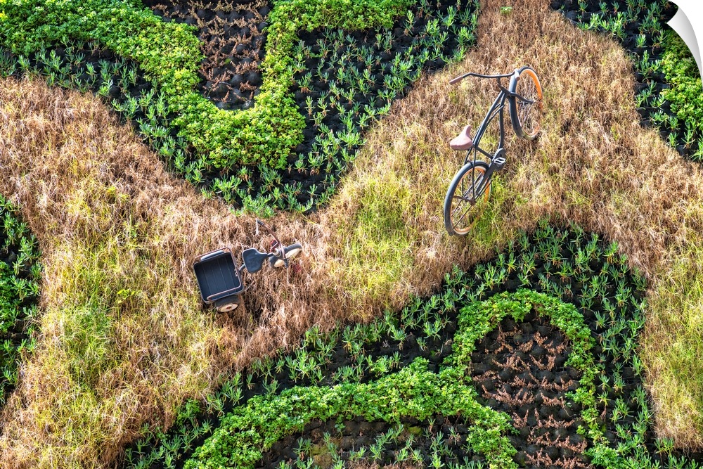 Landscape photograph from above of a bicycle and a tricycle amongst a grassy field and plants. From the Viva Mexico Collec...