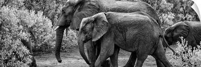 Elephant Family Black and White