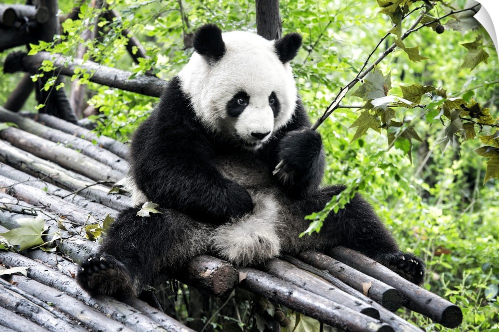 Giant Panda, China 10MKm2 Collection.