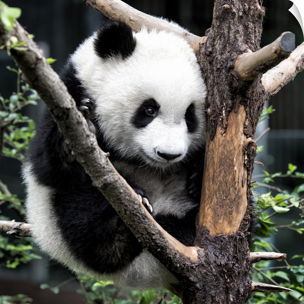 Giant Panda Baby, China 10MKm2 Collection.