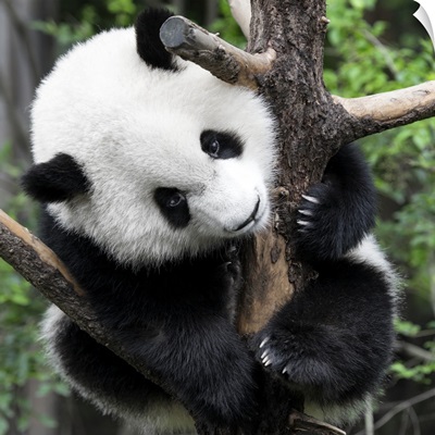 Giant Panda Baby