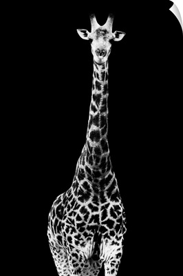 Giraffe Black Edition II