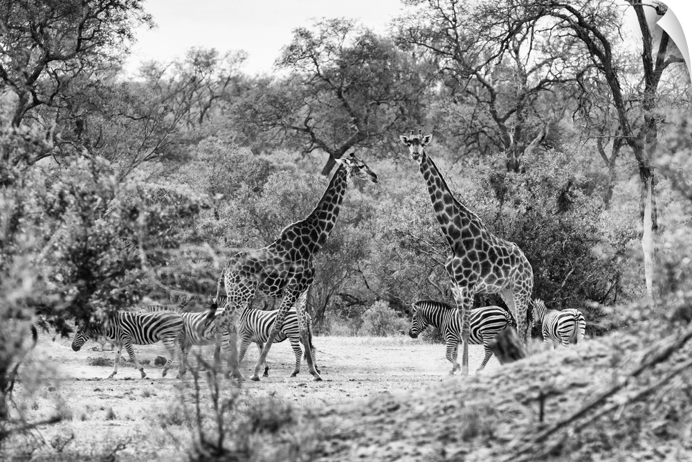 Philippe Hugonnard's Awesome South Africa series showcases the endless beauty of the rainbow nation of South Africa. In im...