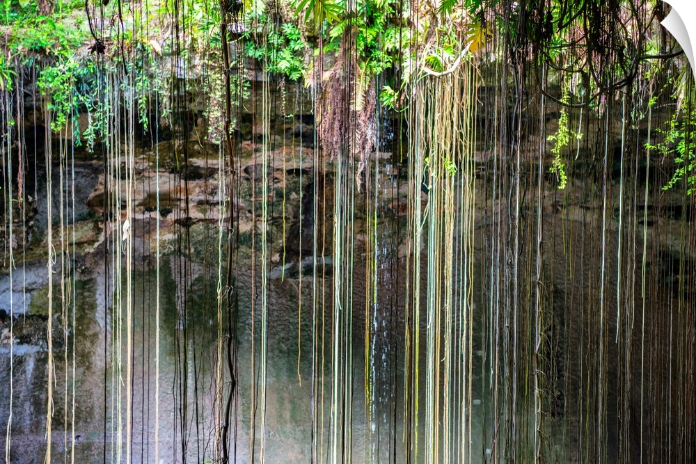 Photograph of the hanging roots at Ik-Kil Cenote, Ik-Kil archaeological park, Mexico. From the Viva Mexico Collection.
