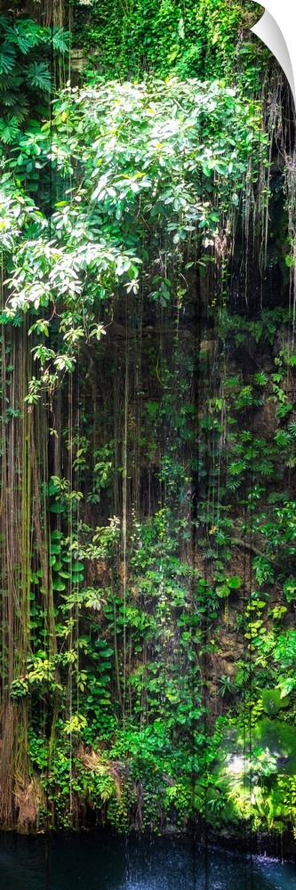 Panoramic photograph of the haning roots of Ik-Kil Cenote in Yucat?n, Mexico.  From the Viva Mexico Panoramic Collection.�