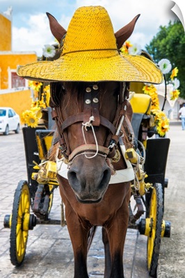 Izamal Yellow City, Horse with a straw Hat