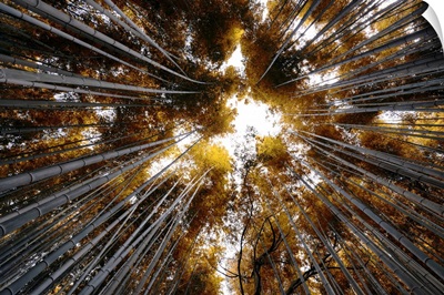 Japan Rising Sun Collection - Arashiyama Bamboo Forest II