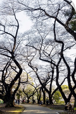 Japan Rising Sun Collection - Beautiful Japanese Maples II