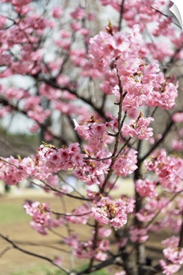Japan Rising Sun Collection - Cherry Blossom II