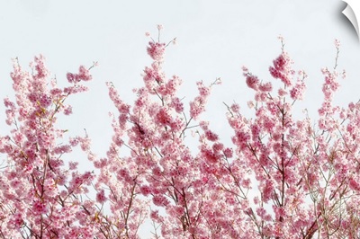 Japan Rising Sun Collection - Pink Sakura Tree
