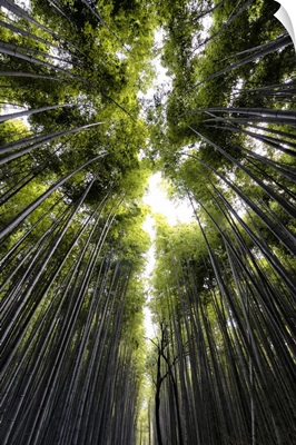 Japan Rising Sun Collection - Sagano Bamboo Forest