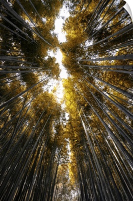 Japan Rising Sun Collection - Sagano Bamboo Forest II