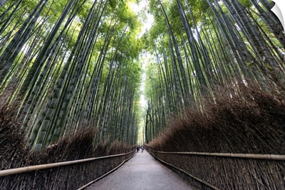 Japan Rising Sun Collection - The Bamboo Forest