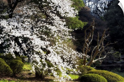 Japan Rising Sun Collection - White Sakura Blossom II