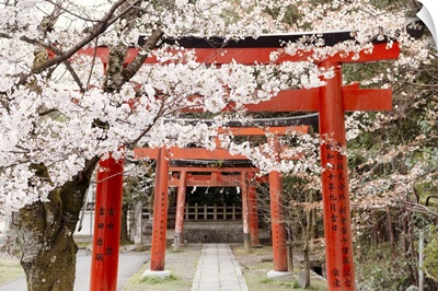 Japan Rising Sun Collection - Yoshida Shrine Torii